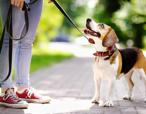 Obedient Beagle dog with his owner
